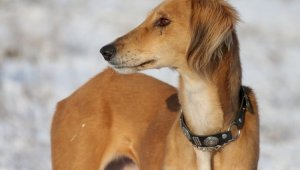 Президент РК подписал поправки в законодательство по вопросам сохранения казахских пород собак