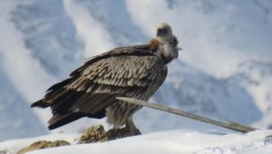 Редкую хищную птицу удалось заснять в Алматинской области