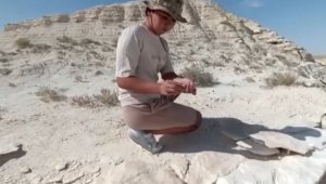 Ученица лицея открыла музей палеонтологии на западе Казахстана
