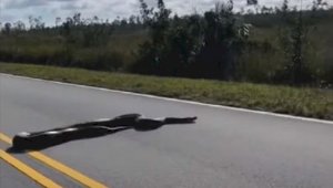 Женщина повстречалась на дороге с гигантским питоном – видео
