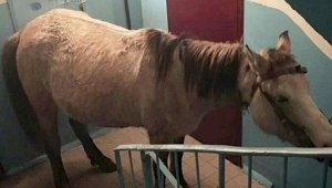 Лошадь в подъезде шокировала жителей дома в Карагандинской области