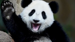 Панда из китайского зоопарка стала звездой соцсетей