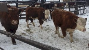 Ящур заподозрили у крупного рогатого скота в Актюбинской области