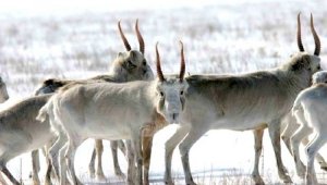 Одомашнивать сайгаков хотят в Казахстане