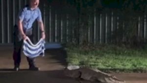 Неудачной оказалась попытка полицейского усмирить крокодила с помощью полотенца