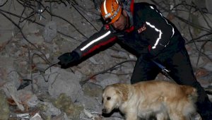 Сила – это сила: собака-спасатель нашла более десятка выживших в Турции