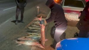 Более 120 килограммов осетра изъяли полицейские у браконьера в Мангыстау