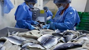 Казахстанская рыбная продукция пойдет на экспорт в Евросоюз