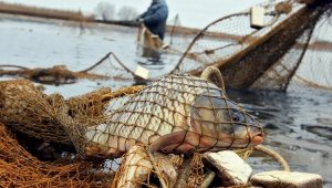 В трех регионах Казахстана проходит широкомасштабная рыбоохранная акция