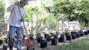 Жители Алматы могут бесплатно получить саженцы для озеленения своих дворов