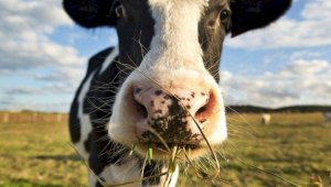 Как коровы помогают британцам в борьбе с изменением климата
