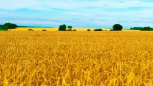 Как фермеры Украины переживают войну