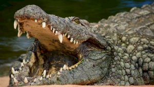 В Индии храбрая жена спасла мужа от смерти в пасти крокодила