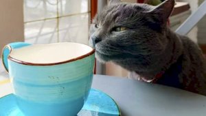 В Алматы работает первое кошачье кафе для людей