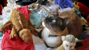 Британские коты-клептоманы обокрали соседей на 300 фунтов стерлингов