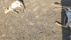В ЗКО на берегу реки обнаружено около 150 трупов погибших сайгаков