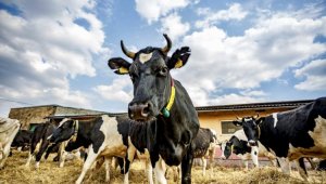 Налог на скот предлагают ввести в Кыргызстане