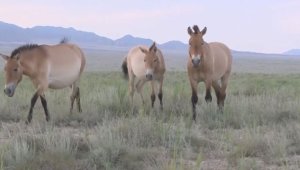 В Казахстане на грани исчезновения оказались краснокнижные лошади Пржевальского