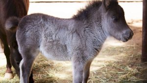 В зоопарке Шымкента родился пони