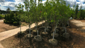 О новых правилах посадки деревьев в Алматы рассказал аким