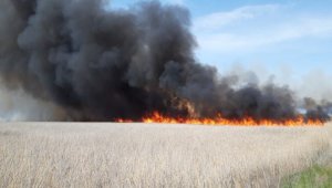 Камыш горит в Атырауской области