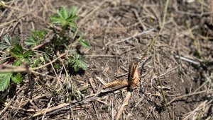 Ситуация с распространением саранчи в Казахстане находится под контролем