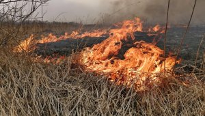 Возгорание сухой травы произошло в Бескарагайском районе