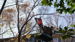 В Алматы идет санитарная обрезка и снос аварийных деревьев
