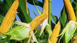 Прогноз урожайности кукурузы и сахарной свеклы опубликовал «Казгидромет»