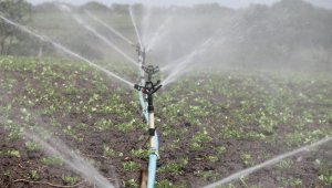 Аграриям Алматинской области не хватает поливной воды