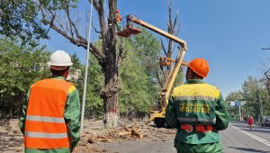 Акимат Алматы разъяснил вопросы вырубки аварийных деревьев