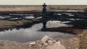 Гибель верблюда на месте розлива нефти в Мангистау прокомментировали в Минэкологии