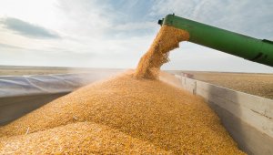 Пресечен канал нелегального вывоза российской пшеницы под видом казахстанской