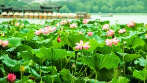 Сезон цветения лотосов начался в Китае
