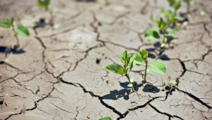 В каких регионах Казахстана ожидается сильная засуха