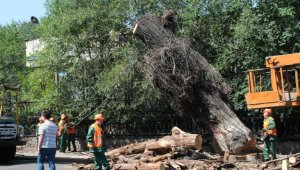 Аварийные деревья в Алматы будут выявлять современными способами