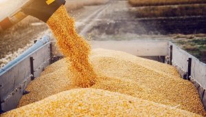 Запрет на ввоз пшеницы в Казахстан продлен – МВК
