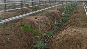 В Казахстане впервые начали выращивать бананы в промышленных масштабах