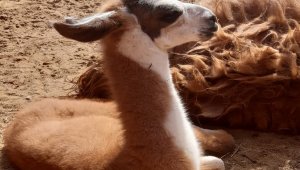 В Алматинском зоопарке пополнилось семейство лам