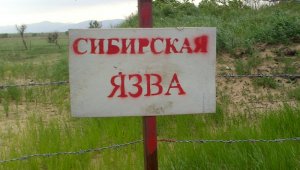Вспышку сибирской язвы обнаружили на севере Казахстана