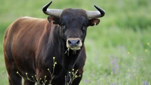 Целый месяц не могут поймать быка в кукурузном поле в Польше