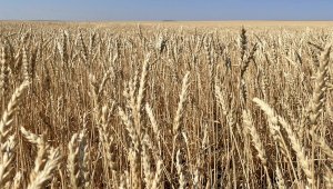 Из-за непогоды ухудшается качество зерна в северной части Казахстана