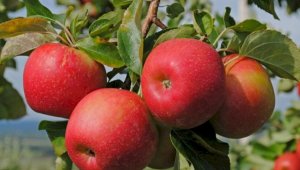 150 тонн яблок привезут на фестиваль Apple Fest в Алматы