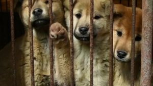 Жителям Южной Кореи могут запретить есть собак