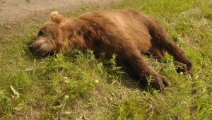 Браконьер убил медведя на востоке Казахстана