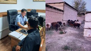 Похищенный скот нашли с помощью GPS в Шымкенте