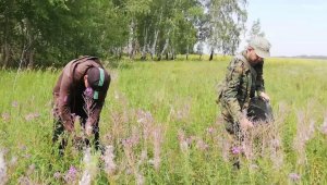 Казахстанские ученые предложили выращивать лекарственные травы в Баянауле