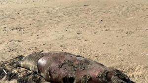 25 туш мертвых тюленей обнаружили в Мангистауской области