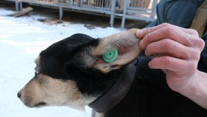 В Алматы программу бесплатного чипирования и регистрации домашних животных запустят с 1 ноября