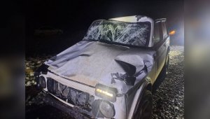 Бродячий скот: еще одна авария произошла сегодня на трассах Казахстана